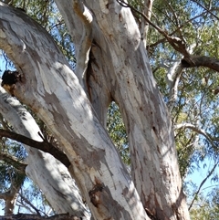 Eucalyptus camaldulensis (River Red Gum) at Para, NSW - 11 Oct 2020 by MB