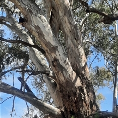 Eucalyptus camaldulensis at suppressed - suppressed