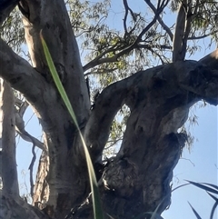 Eucalyptus camaldulensis (River Red Gum) at Pooncarie, NSW - 11 Oct 2020 by MB