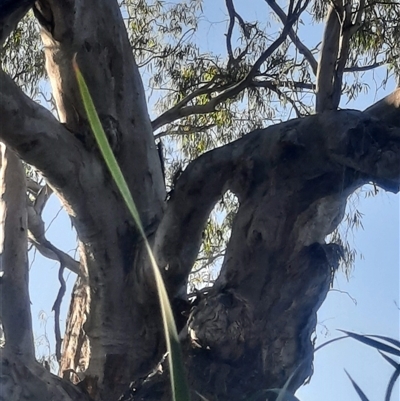 Eucalyptus camaldulensis (River Red Gum) at Pooncarie, NSW - 11 Oct 2020 by MB