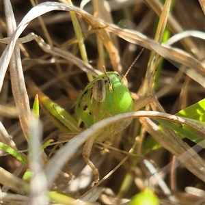 Unidentified at suppressed - 16 Nov 2024