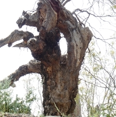 Eucalyptus sp. (A Gum Tree) at Wentworth, NSW - 12 Oct 2020 by MB