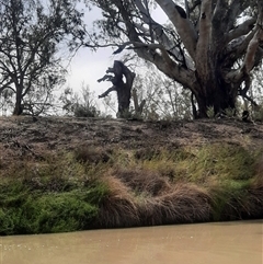 Eucalyptus sp. at Wentworth, NSW - suppressed