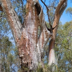 Eucalyptus sp. at Wentworth, NSW - 12 Oct 2020 by MB