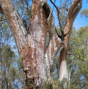 Eucalyptus camaldulensis at suppressed - suppressed