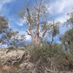 Eucalyptus camaldulensis at suppressed - suppressed