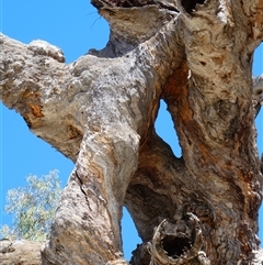 Eucalyptus sp. (A Gum Tree) at Ellerslie, NSW - 12 Oct 2020 by MB