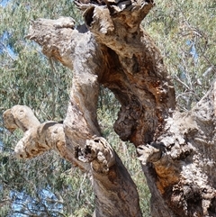 Eucalyptus sp. at Ellerslie, NSW - 12 Oct 2020