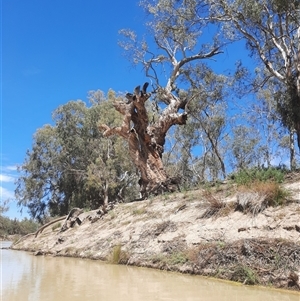 Eucalyptus sp. at Ellerslie, NSW - suppressed