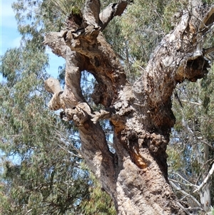 Eucalyptus sp. at Ellerslie, NSW - suppressed