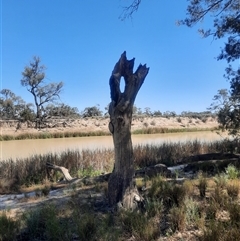 Eucalyptus sp. (A Gum Tree) at Wentworth, NSW - 13 Oct 2020 by MB