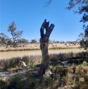 Eucalyptus sp. at Wentworth, NSW - suppressed