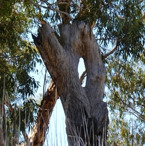 Eucalyptus sp. at Wentworth, NSW - suppressed