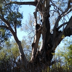 Eucalyptus camaldulensis (River Red Gum) at Wentworth, NSW - 13 Oct 2020 by MB