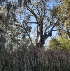 Eucalyptus camaldulensis at suppressed - suppressed