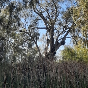 Eucalyptus camaldulensis at suppressed - 13 Oct 2020