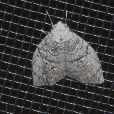 Uraba lugens (Gumleaf Skeletonizer) at Wanniassa, ACT - 16 Nov 2024 by JohnBundock