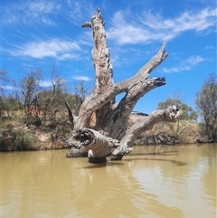 Eucalyptus sp. at Wentworth, NSW - 14 Oct 2020 by MB