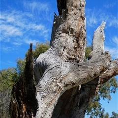 Eucalyptus sp. at Wentworth, NSW - suppressed