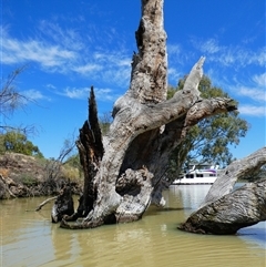 Eucalyptus sp. at Wentworth, NSW - suppressed