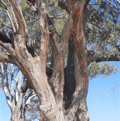 Eucalyptus sp. at Wentworth, NSW - 13 Oct 2020 by MB