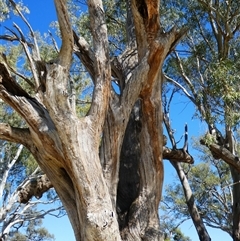 Eucalyptus sp. at Wentworth, NSW - 14 Oct 2020