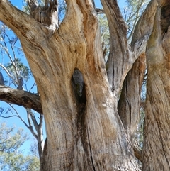 Eucalyptus sp. at Wentworth, NSW - 14 Oct 2020