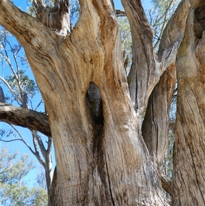 Eucalyptus sp. at Wentworth, NSW - 14 Oct 2020