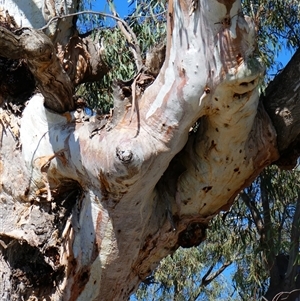 Eucalyptus sp. at Wentworth, NSW by MB