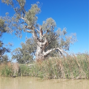 Eucalyptus camaldulensis at suppressed - suppressed