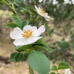 Rosa rubiginosa (Sweet Briar, Eglantine) at Watson, ACT - 17 Nov 2024 by waltraud