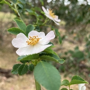 Rosa rubiginosa at Watson, ACT - 17 Nov 2024