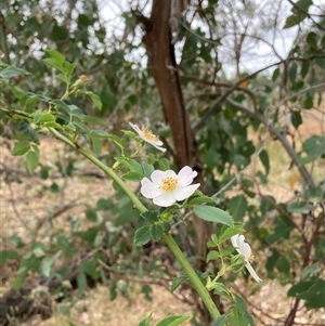 Rosa rubiginosa at Watson, ACT - 17 Nov 2024