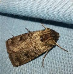 Agrotis porphyricollis (Variable Cutworm) at Goulburn, NSW - 15 Nov 2024 by glbn1