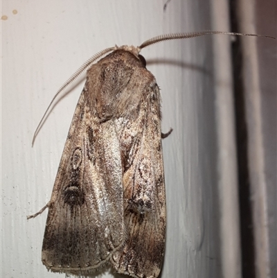 Agrotis munda (Brown Cutworm) at Goulburn, NSW - 15 Nov 2024 by glbn1