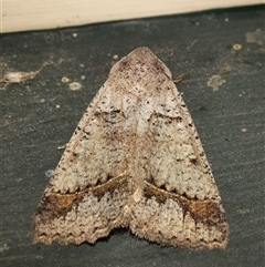 Pantydia sparsa (Noctuid Moth) at Goulburn, NSW - 15 Nov 2024 by glbn1