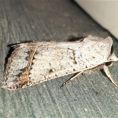 Pantydia sparsa at Goulburn, NSW - 15 Nov 2024 09:39 PM