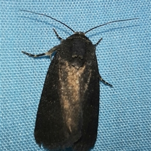 Proteuxoa provisional species 1 at Goulburn, NSW - 15 Nov 2024 09:34 PM