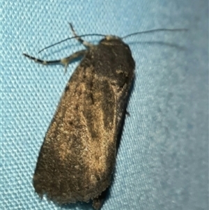 Proteuxoa provisional species 1 at Goulburn, NSW - 15 Nov 2024 09:34 PM