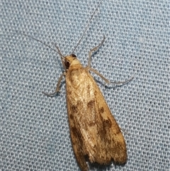 Achyra affinitalis (Cotton Web Spinner, Pyraustinae) at Goulburn, NSW - 15 Nov 2024 by glbn1