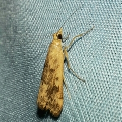 Achyra affinitalis at Goulburn, NSW - 15 Nov 2024 09:35 PM