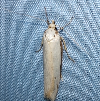 Philobota protecta (A concealer moth) at Goulburn, NSW - 15 Nov 2024 by glbn1