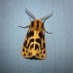 Ardices curvata (Crimson Tiger Moth) at Goulburn, NSW - 13 Nov 2024 by glbn1