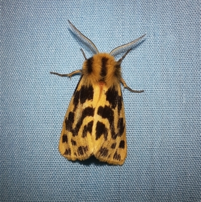 Ardices curvata (Crimson Tiger Moth) at Goulburn, NSW - 13 Nov 2024 by glbn1