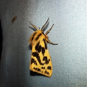 Ardices curvata at Goulburn, NSW - 13 Nov 2024 10:41 PM