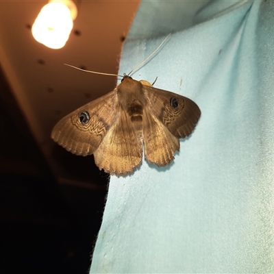 Dasypodia selenophora (Southern old lady moth) at Goulburn, NSW - 13 Nov 2024 by glbn1