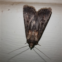 Agrotis munda (Brown Cutworm) at Goulburn, NSW - 13 Nov 2024 by glbn1