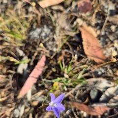 Wahlenbergia luteola (Yellowish Bluebell) at Borough, NSW - 16 Nov 2024 by clarehoneydove