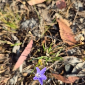 Wahlenbergia luteola at Borough, NSW - 16 Nov 2024