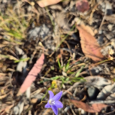 Wahlenbergia luteola (Yellowish Bluebell) at Borough, NSW - 16 Nov 2024 by clarehoneydove